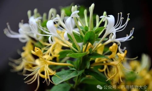 丹参和黄芪的功效与作用及食用方法-丹参和黄芪的功效网 - 丹参和黄芪的功效与作用及食用方法,丹参和黄芪的功效与作用及食用方法