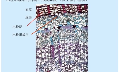 丹参和黄芪的功效网 - 丹参和黄芪的功效与作用及食用方法,丹参和黄芪的功效与作用及食用方法
